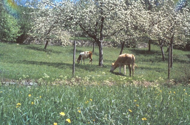 Foto Kühe