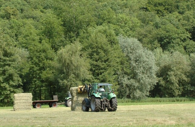 Bild Talwiese