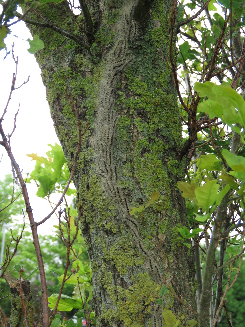 Detailbild: 
