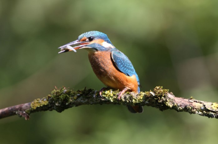 Bild Eisvogel