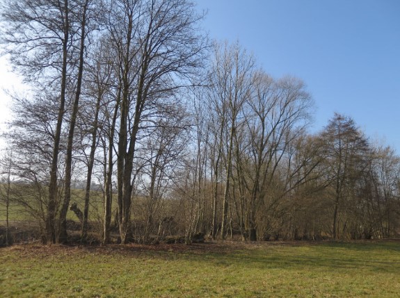 Bild Galeriewald