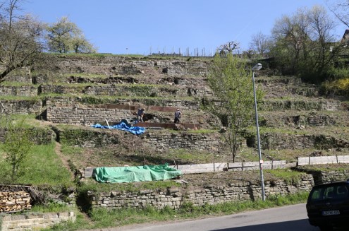  Mühlsteig-Wengert_3.jpg