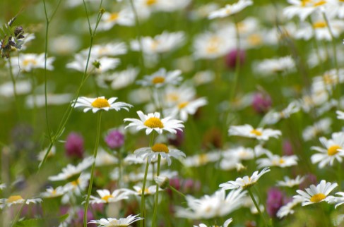 Bild Margerite