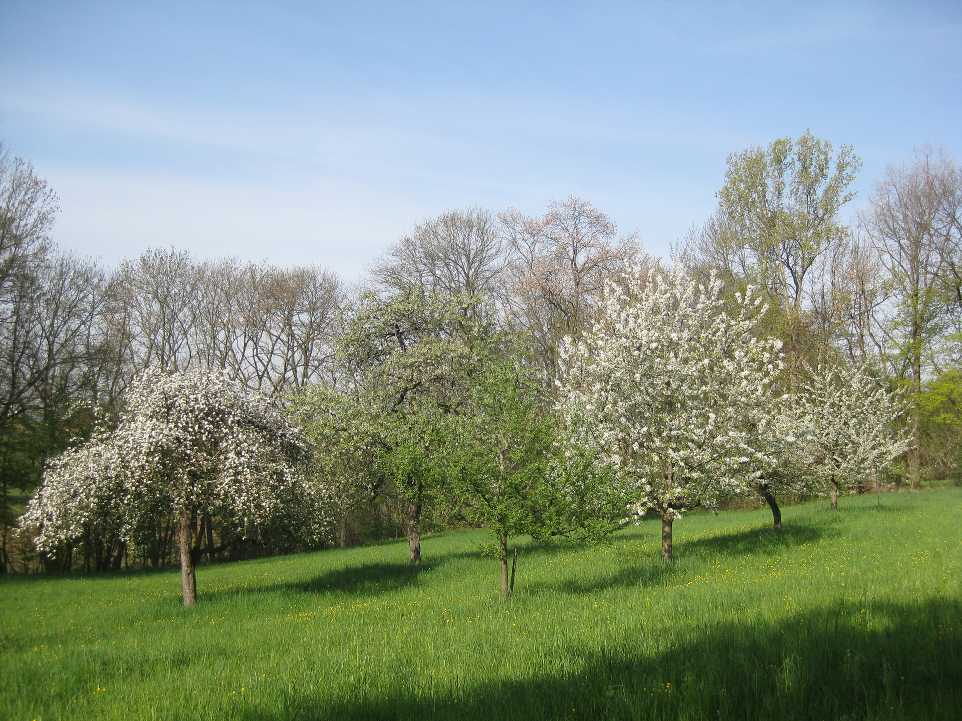  QR_17_Streuobstwiese_II_2014-04-07_Geizenbrunnen_EG17.JPG