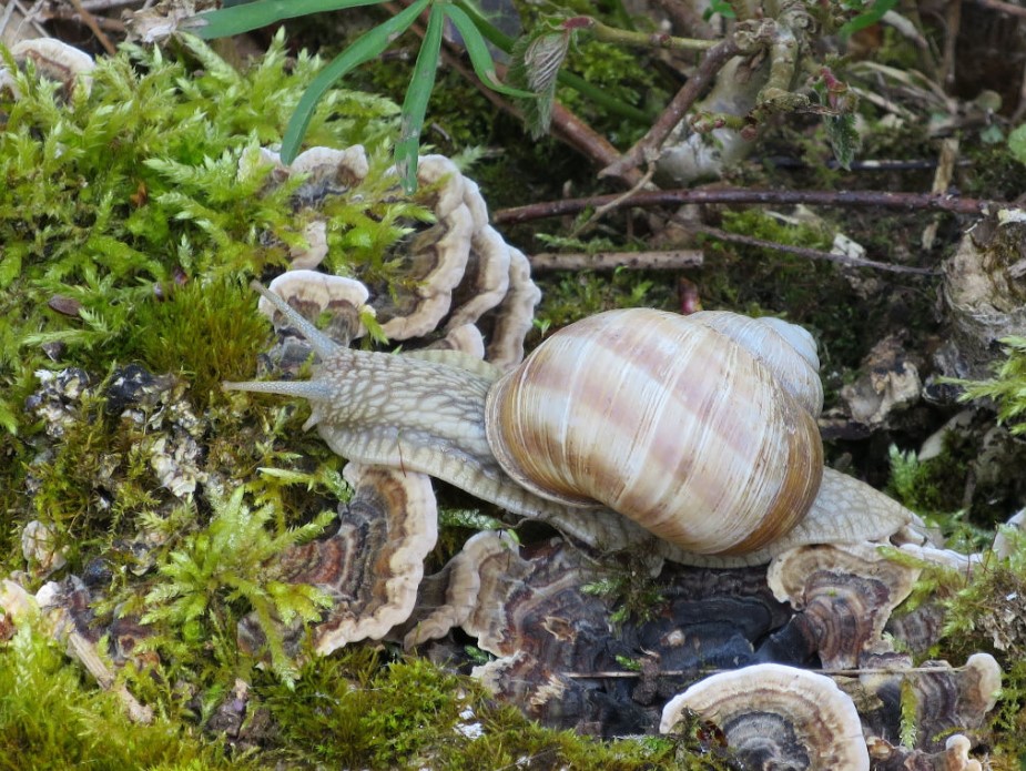 Foto Schnecke