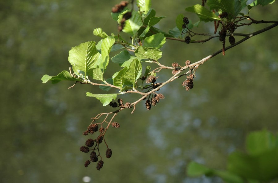 Bild Schwarzerle