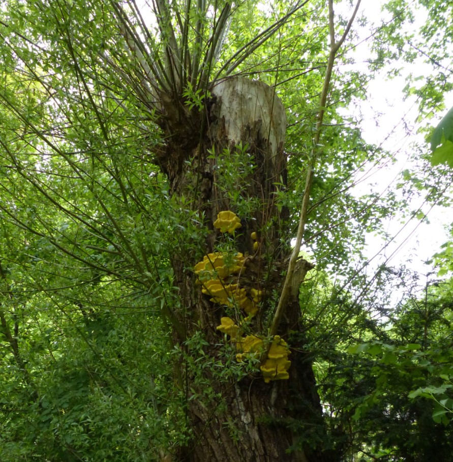 Bild Silberweide