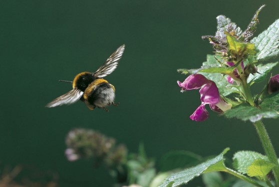 Bild Wiesenhummel