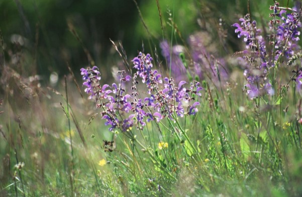 Bild Wiesensalbei